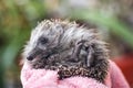 Portrait of a funny hedgehog laying on his back. Young charming spiny european hedgehog erinaceus albiventris on hand.