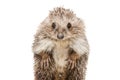 Portrait of a funny hedgehog standing on his hind legs Royalty Free Stock Photo