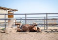 Funny horse laying on ground in paddock