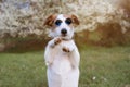 PORTRAIT FUNNY JACK RUSSELL DOG HIGH FIVE AND STANDING ON TWO LEGS, WEARING SUMMER EYEGLASSES AND DEFOCUSED NATURAL SPRING FLORAL