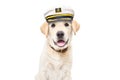 Portrait of a funny labrador puppy wearing a captain\'s cap