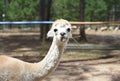 Portrait of funny lama with fringe eating grass Royalty Free Stock Photo