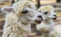 Portrait of funny lama with fringe in zoo Royalty Free Stock Photo