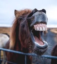 Portrait of funny laughing horse in the stall Royalty Free Stock Photo