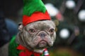 Portrait of funny lilac French Bulldog dog dressed up as christmas elf wearing costume with green and red hat