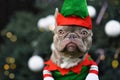 Funny lilac French Bulldog dog dressed up as christmas elf wearing costume with greena nd red hat and shirt