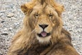 Portrait of a funny lion