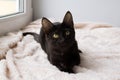 Portrait of funny little black kitty on a pink blanket near to the window. Royalty Free Stock Photo