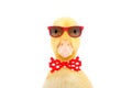 Portrait of a funny little duckling in red sunglasses and bow tie Royalty Free Stock Photo