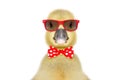 Portrait of a funny little gosling in red sunglasses and bow tie Royalty Free Stock Photo