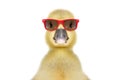 Portrait of a funny little gosling in red sunglasses Royalty Free Stock Photo