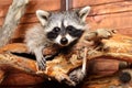 Portrait of a funny little raccoon Royalty Free Stock Photo