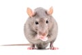 Portrait of a funny little rat Royalty Free Stock Photo
