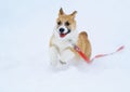 funny little red-haired puppy Corgi walks in deep white snowdrifts in winter and deftly runs