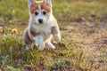 Portrait of funny little young brown white dog welsh pembroke corgi jumping playing on green grass near dandelions. Royalty Free Stock Photo