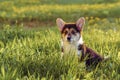 Portrait of funny little young brown white dog welsh pembroke corgi sitting in tall green grass in park on sunny day. Royalty Free Stock Photo