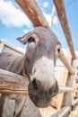 Portrait of a funny looking cute donkey Royalty Free Stock Photo