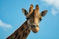 Portrait of funny looking giraffe animal only head and neck close up with blue sky background Royalty Free Stock Photo