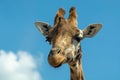 Portrait of funny looking giraffe animal only head and neck close up with blue sky background Royalty Free Stock Photo