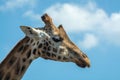 Portrait of funny looking giraffe animal only head and neck close up with blue sky background Royalty Free Stock Photo