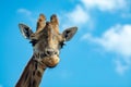 Portrait of funny looking giraffe animal only head and neck close up with blue sky background Royalty Free Stock Photo