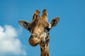 Portrait of funny looking giraffe animal only head and neck close up with blue sky background Royalty Free Stock Photo