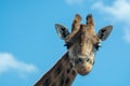 Portrait of funny looking giraffe animal only head and neck close up with blue sky background Royalty Free Stock Photo