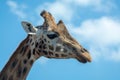 Portrait of funny looking giraffe animal only head and neck close up with blue sky background Royalty Free Stock Photo