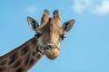 Portrait of funny looking giraffe animal only head and neck close up with blue sky background Royalty Free Stock Photo
