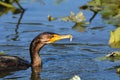 Juvenile Double Crested Cormorant bird with a fish Royalty Free Stock Photo