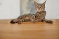 Portrait of a funny looking tabby cat lying on a wooden table. Low angle of a smug pet with an odd expression relaxing Royalty Free Stock Photo