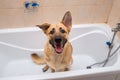 Bathing of the funny mixed breed dog. Dog taking a bubble bath. Grooming dog Royalty Free Stock Photo