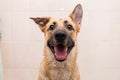 Bathing of the funny mixed breed dog. Dog taking a bubble bath. Grooming dog Royalty Free Stock Photo