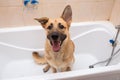 Bathing of the funny mixed breed dog. Dog taking a bubble bath. Grooming dog Royalty Free Stock Photo