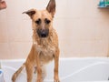 Bathing of the funny mixed breed dog. Dog taking a bubble bath. Grooming dog Royalty Free Stock Photo