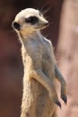 Portrait of a funny mongoose in the blurred background