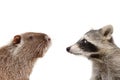 Portrait of funny nutria and raccoon Royalty Free Stock Photo