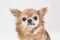 Portrait of funny old chihuhua dog Royalty Free Stock Photo