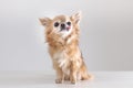 Portrait of funny old chihuhua dog with tongue out sitting against grey Royalty Free Stock Photo