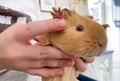 Portrait of funny orange guinea pig with red eyes paws up in owner hands. Breeding and care of pets Royalty Free Stock Photo