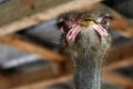 Portrait of funny ostrich