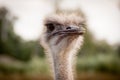 Portrait of funny ostrich