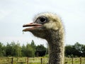 Portrait of a funny ostrich. Head of an ostrich close-up. Flightless bird. Long neck. Animal. The detailed features