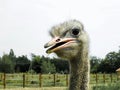 Portrait of a funny ostrich. Head of an ostrich close-up. Flightless bird. Long neck. Animal. The detailed features Royalty Free Stock Photo