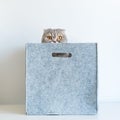 Portrait of a funny pedigreed Scottish fold cat, looking out of a gray felt basket box Royalty Free Stock Photo