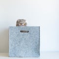 Portrait of a funny pedigreed Scottish fold cat, looking out of a gray felt basket box Royalty Free Stock Photo