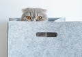 Portrait of a funny pedigreed Scottish fold cat, looking out of a gray felt basket box Royalty Free Stock Photo
