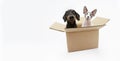 Portrait funny pets box. Sphynx cat and dachshund dog. Isolated on white background Royalty Free Stock Photo