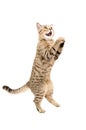 Portrait of funny playful cat Scottish Straight, standing on his hind legs Royalty Free Stock Photo