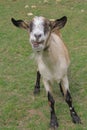 Portrait of funny pose Goat Royalty Free Stock Photo